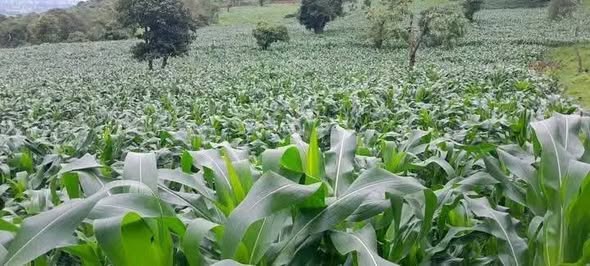 Agriculture : From Evolution to Jump ! - Image 2