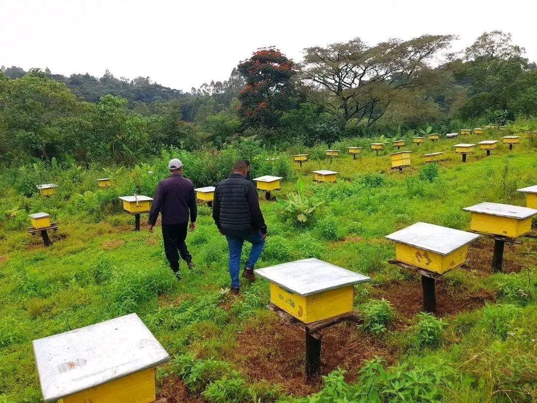 Misooma Dammaa:  Humna Galmoota Qonnaa Dhugoomsu! - Image 7