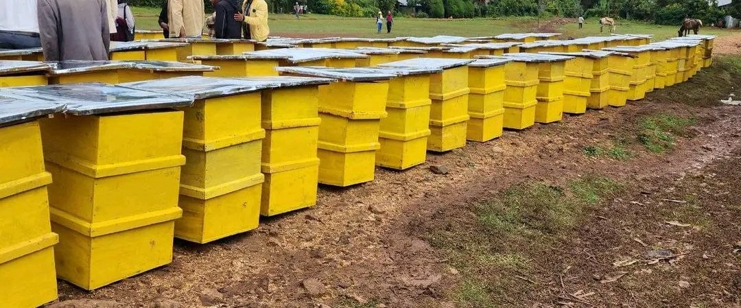 Misooma Dammaa:  Humna Galmoota Qonnaa Dhugoomsu! - Image 2