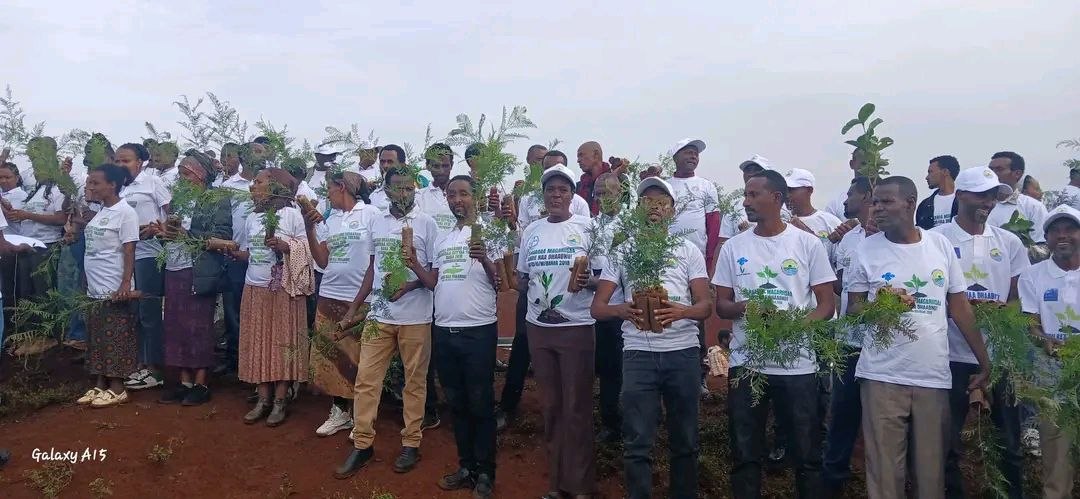 Bara Kana Naannoo Oromiyaatti Sagantaa Ashaaraa Magariisatiin dhaabbiin biqiltuu bil.4.8 ol Mootoo "Abdii Haa Dhaabnu" jedhuun gaggeeffamaa jira  - Image 11