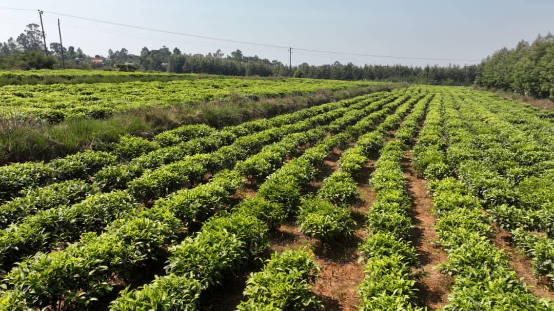 "Agricultural Initiatives: The Power of Economic System Transition." President of the Oromia Regional State Shimelis Abdisa - Image 19