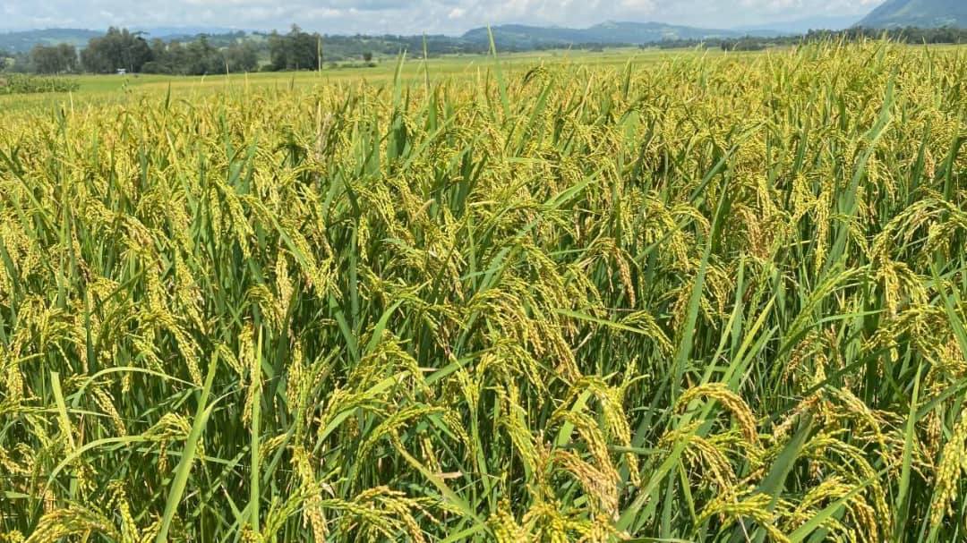 "Agricultural Initiatives: The Power of Economic System Transition." President of the Oromia Regional State Shimelis Abdisa - Image 15