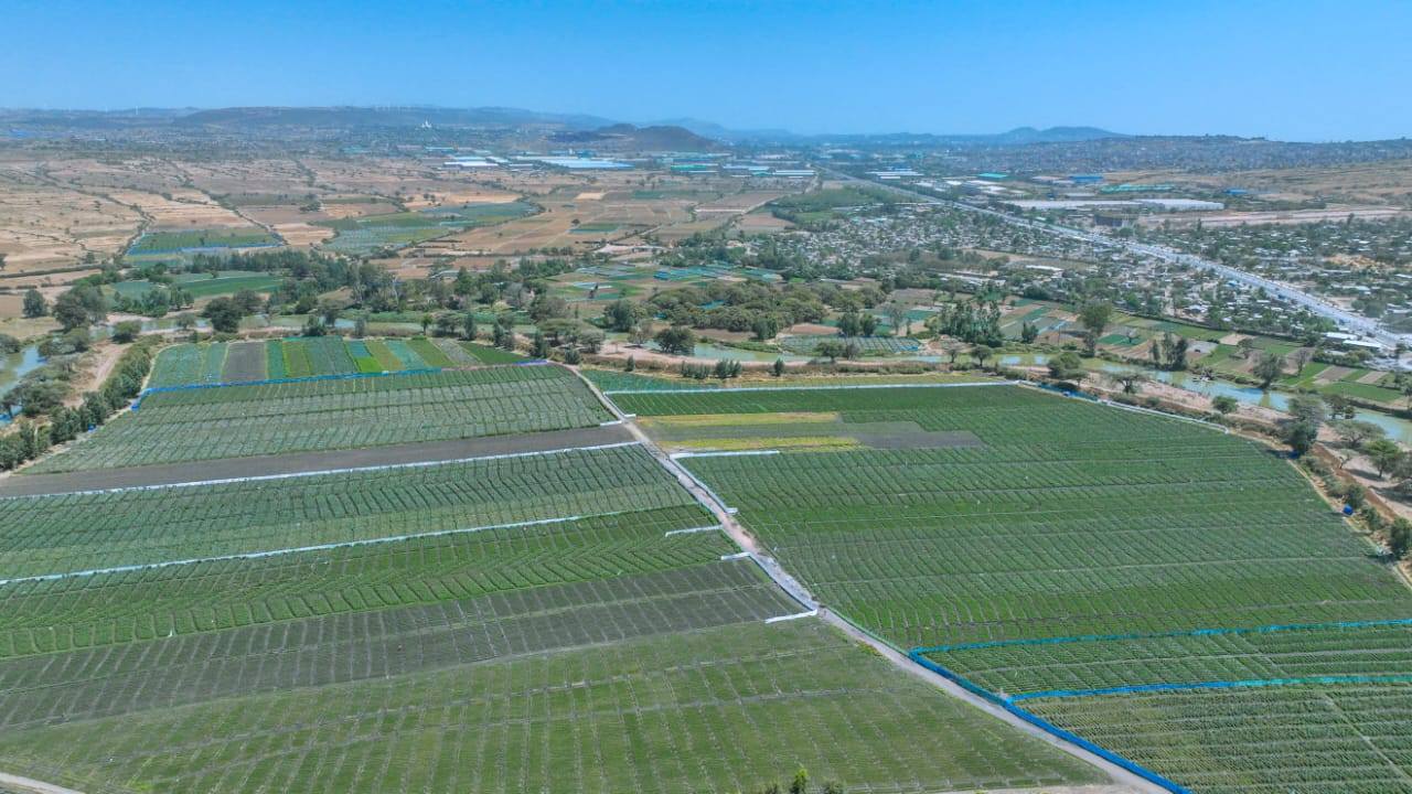 "Agricultural Initiatives: The Power of Economic System Transition." President of the Oromia Regional State Shimelis Abdisa - Image 12