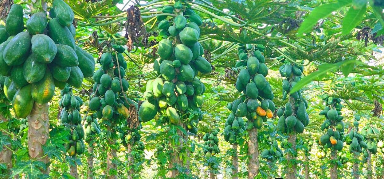 "Agricultural Initiatives: The Power of Economic System Transition." President of the Oromia Regional State Shimelis Abdisa - Image 17