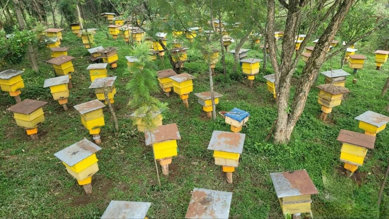 Misooma Dammaa:  Humna Galmoota Qonnaa Dhugoomsu! - Image 9