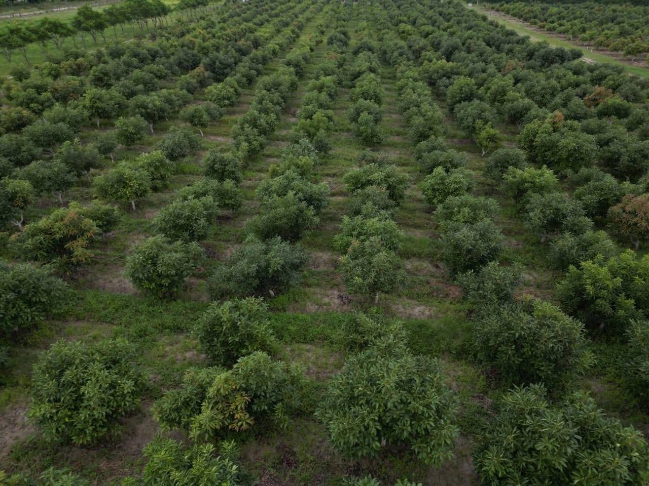 "Agricultural Initiatives: The Power of Economic System Transition." President of the Oromia Regional State Shimelis Abdisa - Image 2