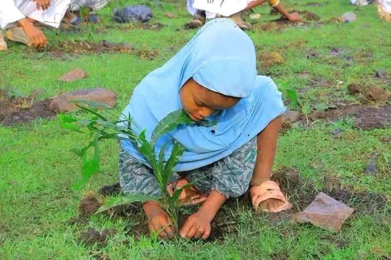 Bara Kana Naannoo Oromiyaatti Sagantaa Ashaaraa Magariisatiin dhaabbiin biqiltuu bil.4.8 ol Mootoo "Abdii Haa Dhaabnu" jedhuun gaggeeffamaa jira  - Image 4