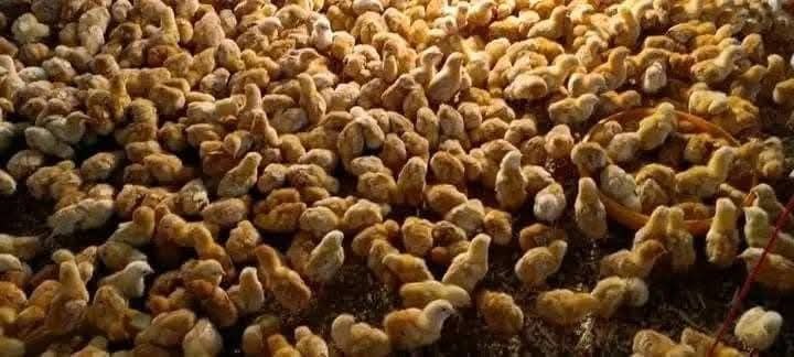 Carraa Naannoon Keenya Qabu Gara Bu’a QabeessummaattiJijjiiruun Badhaadhinni Dhugooma! - Image 6