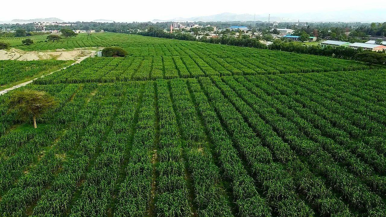 "Agricultural Initiatives: The Power of Economic System Transition." President of the Oromia Regional State Shimelis Abdisa - Image 11