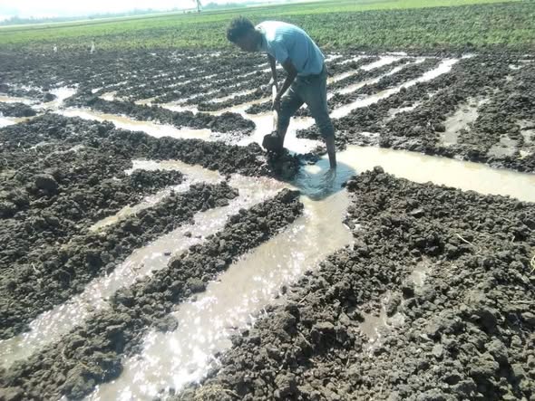 Agriculture : From Evolution to Jump ! - Image 3