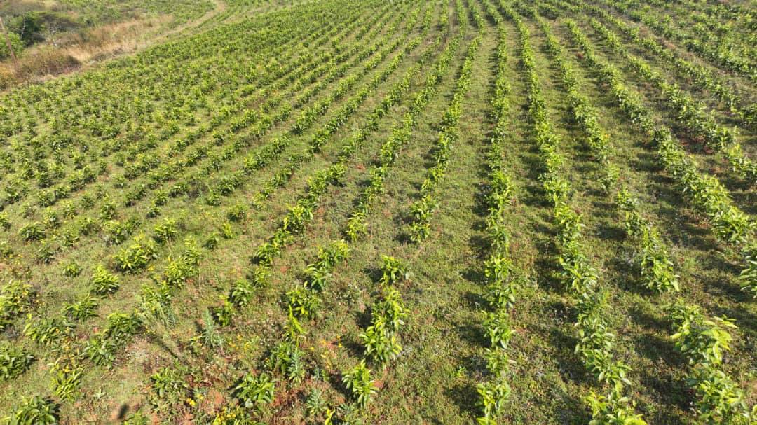 "Agricultural Initiatives: The Power of Economic System Transition." President of the Oromia Regional State Shimelis Abdisa - Image 4