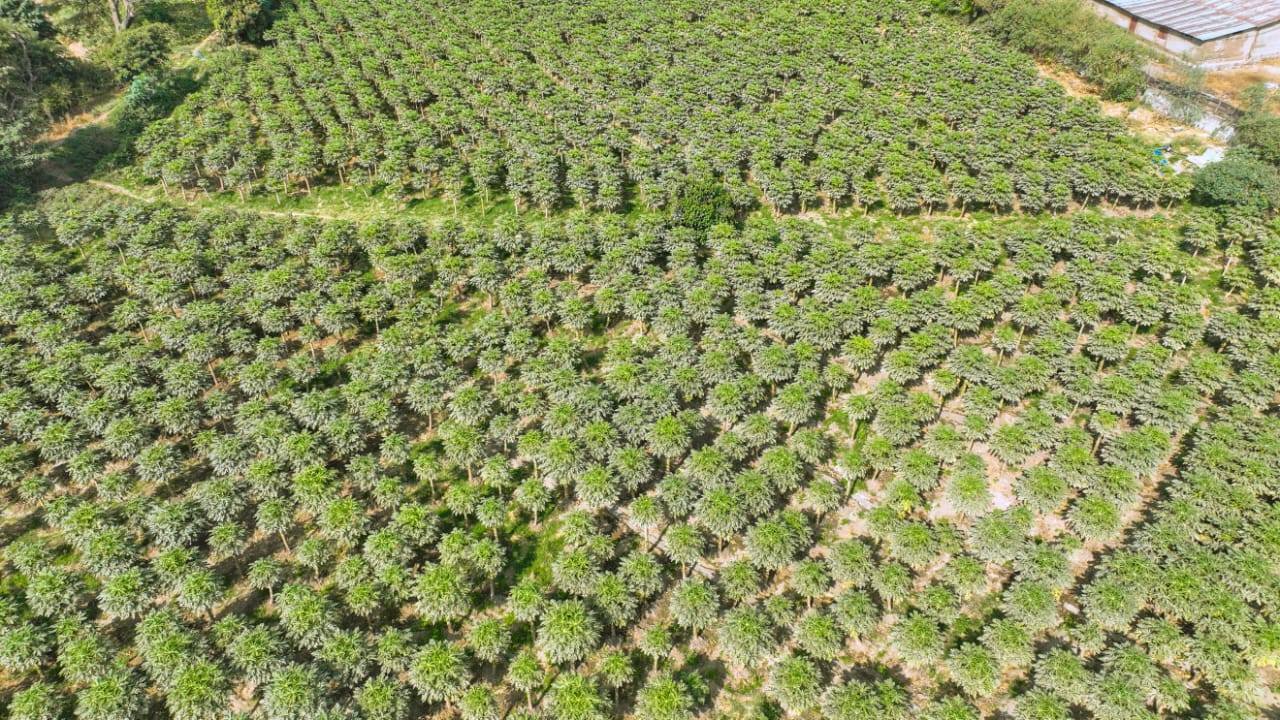 "Agricultural Initiatives: The Power of Economic System Transition." President of the Oromia Regional State Shimelis Abdisa - Image 13