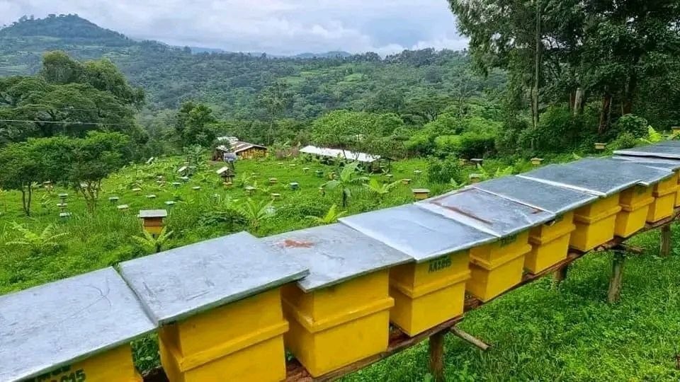 Misooma Dammaa:  Humna Galmoota Qonnaa Dhugoomsu! - Image 6