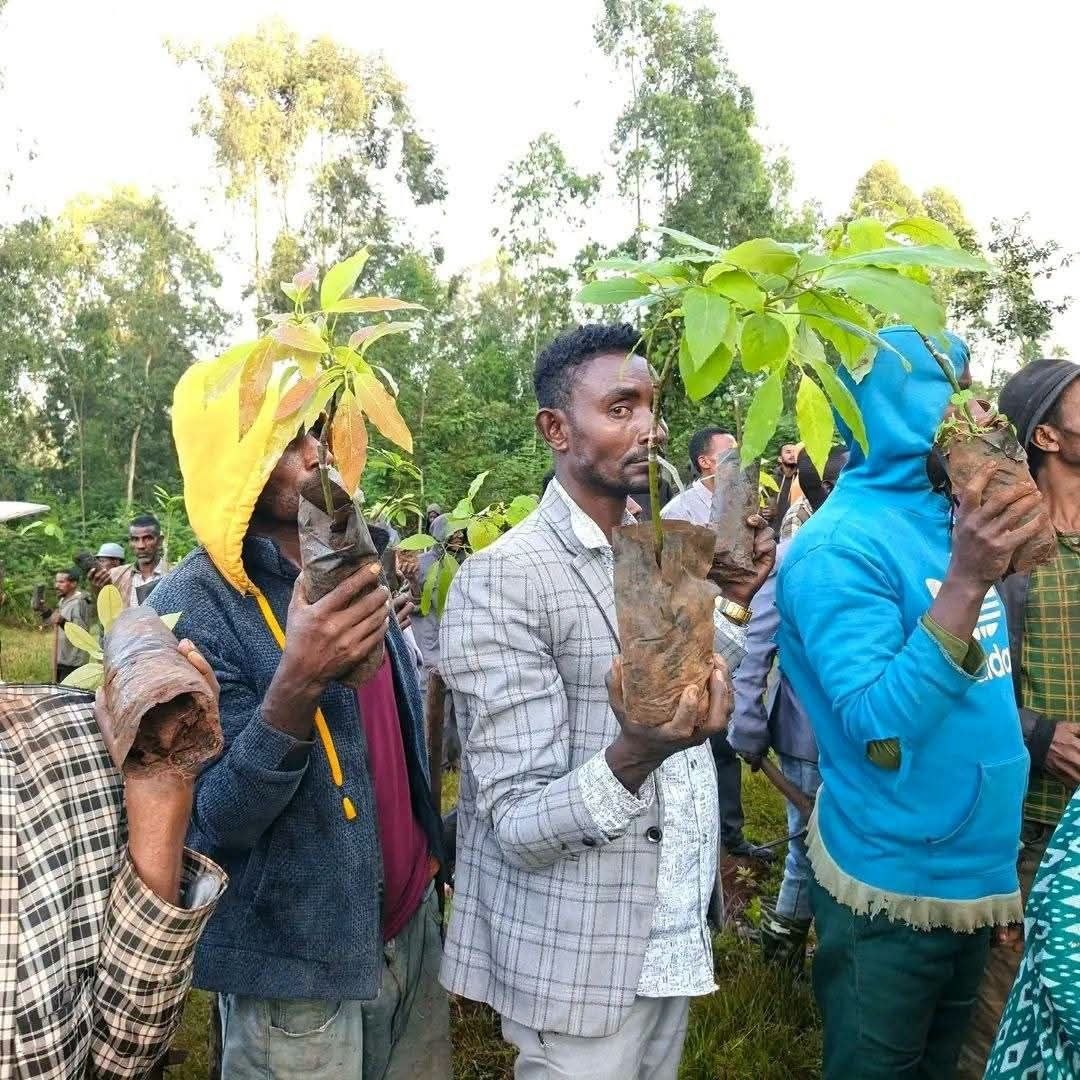 Bara Kana Naannoo Oromiyaatti Sagantaa Ashaaraa Magariisatiin dhaabbiin biqiltuu bil.4.8 ol Mootoo "Abdii Haa Dhaabnu" jedhuun gaggeeffamaa jira  - Image 13